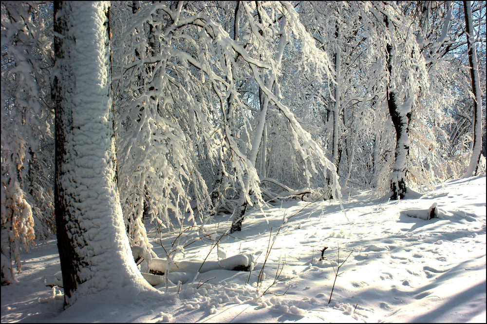 Winterwald