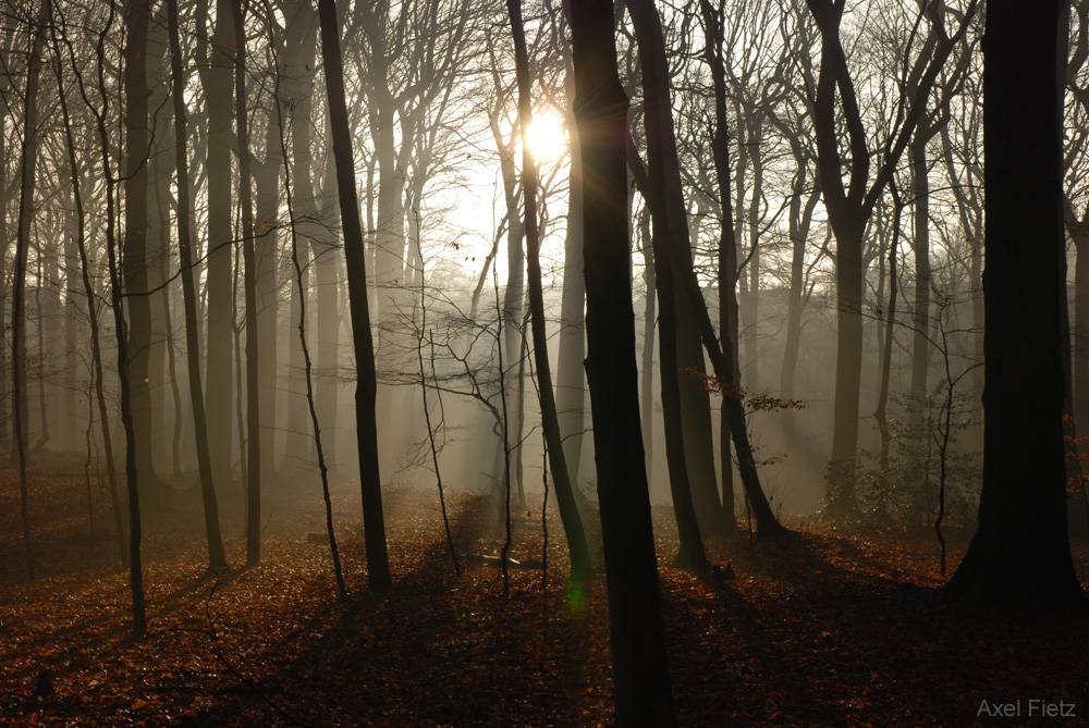 Winterwald