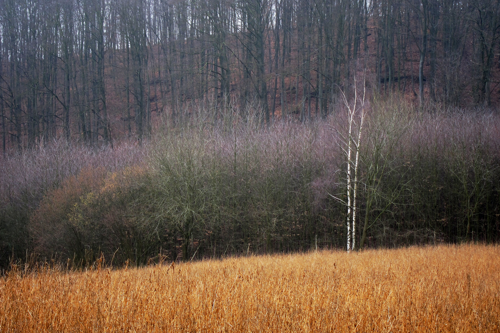 Winterwald