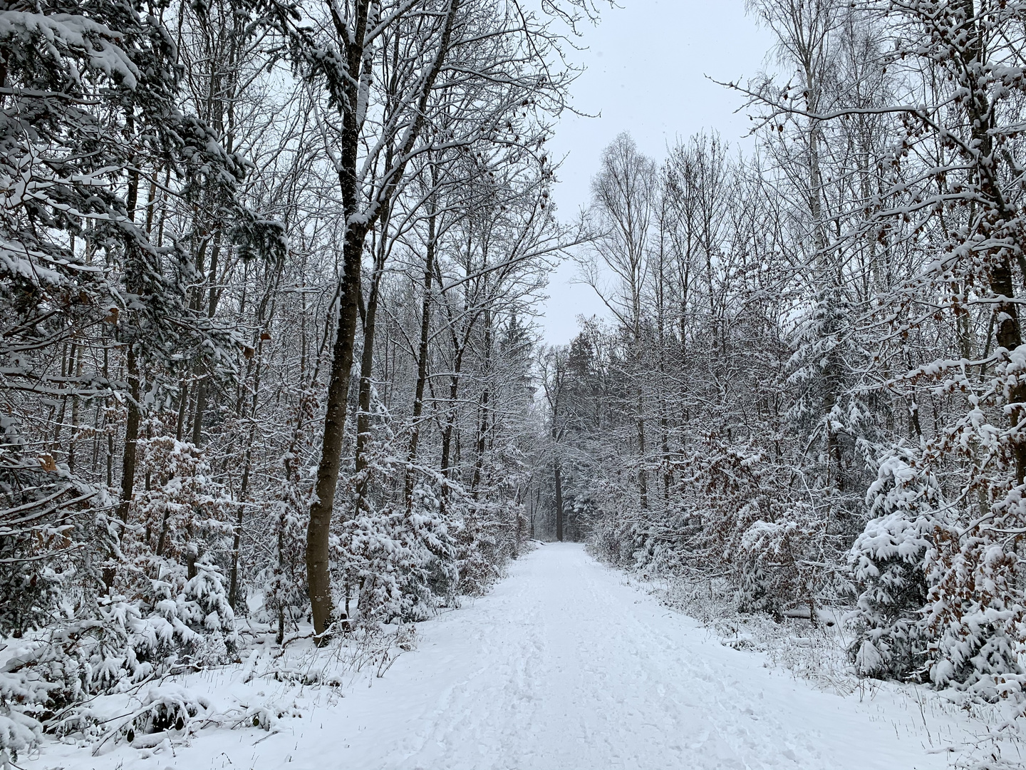 Winterwald