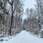 Winterwald