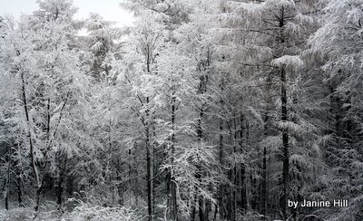 winterwald