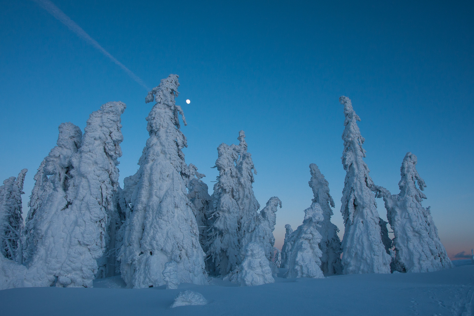 Winterwald