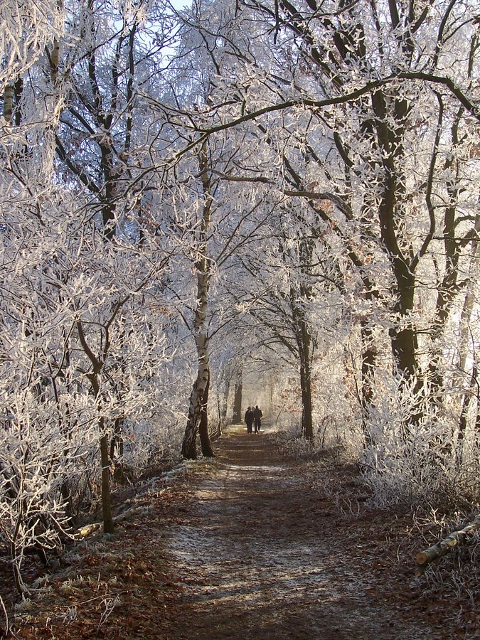 Winterwald