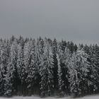 Winterwald