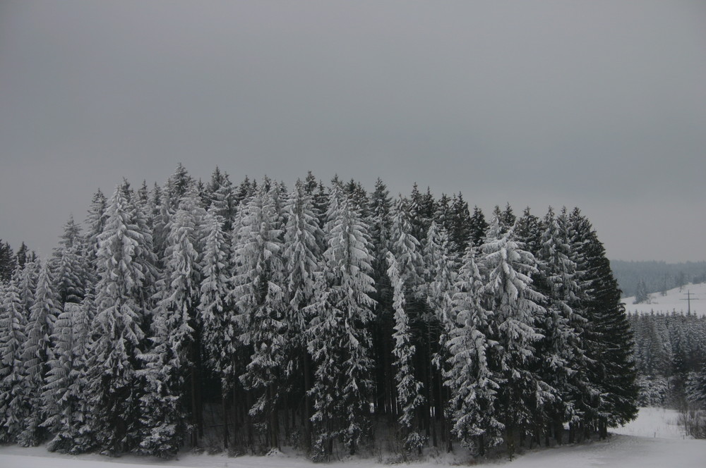 Winterwald von Michael Mengewein