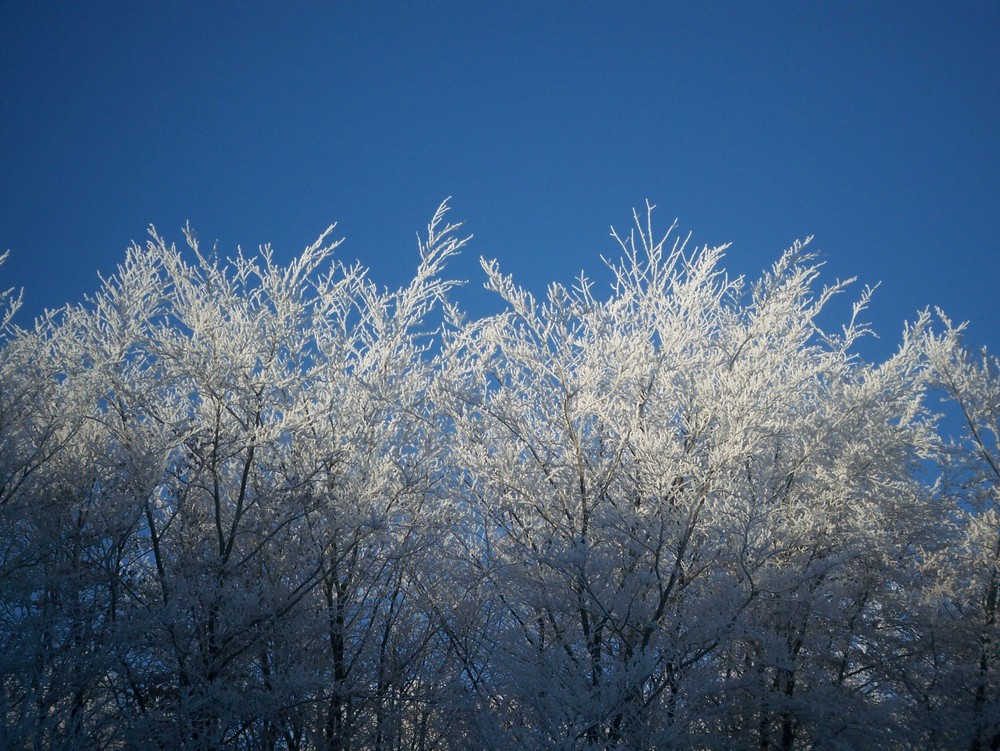 Winterwald