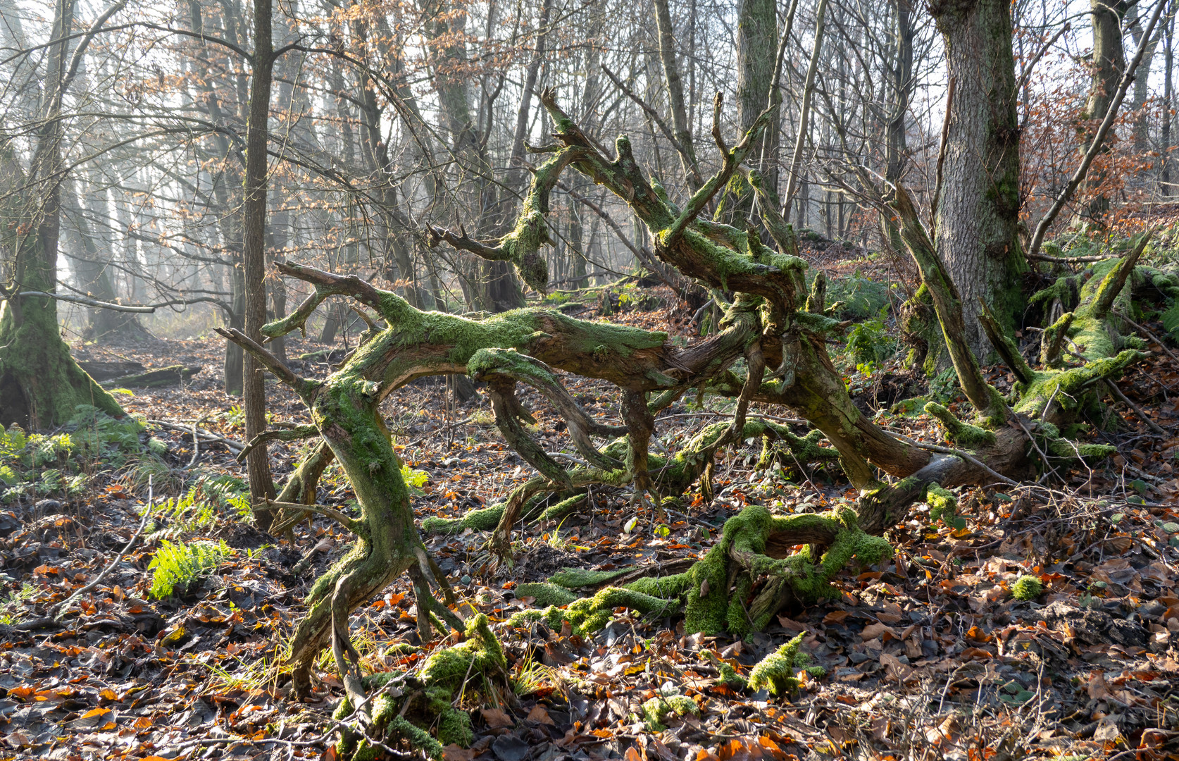 Winterwald