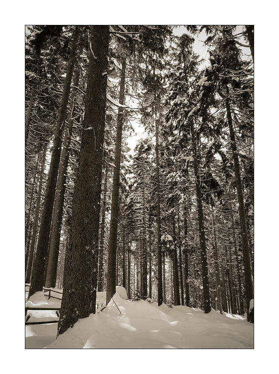 Winterwald