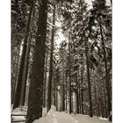 Winterwald