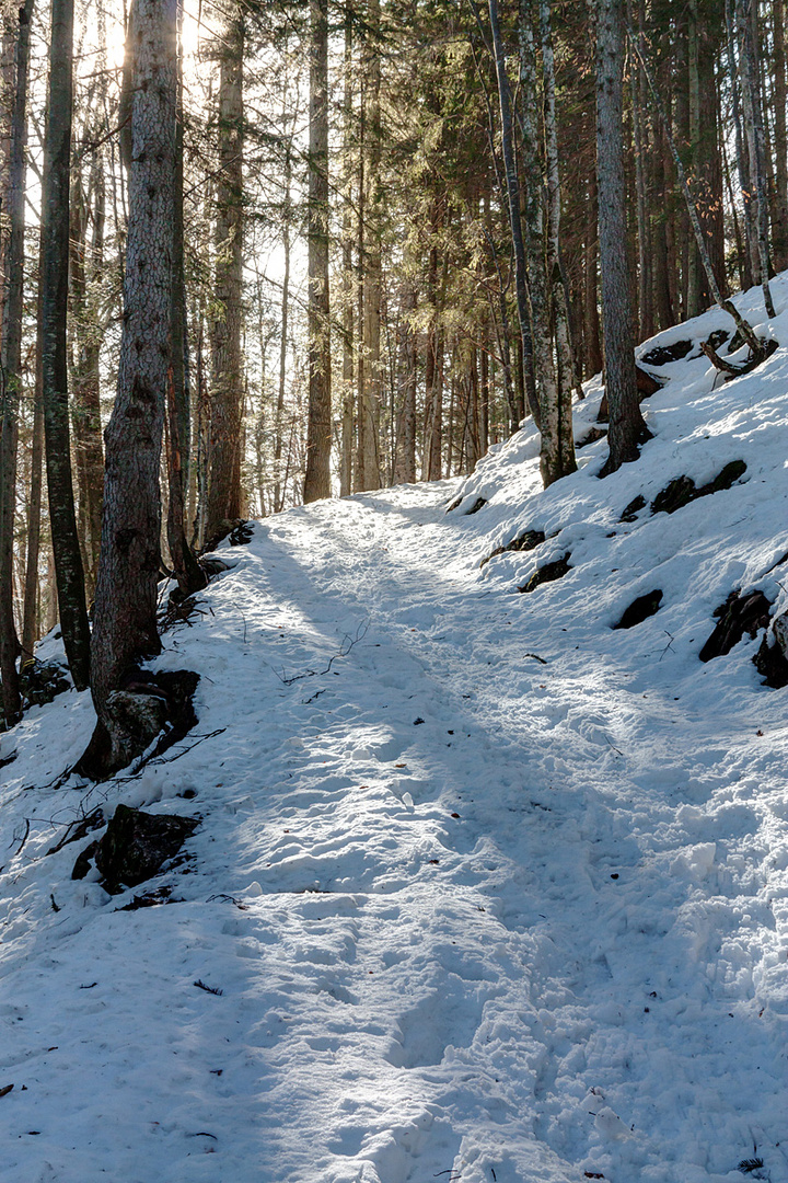 Winterwald