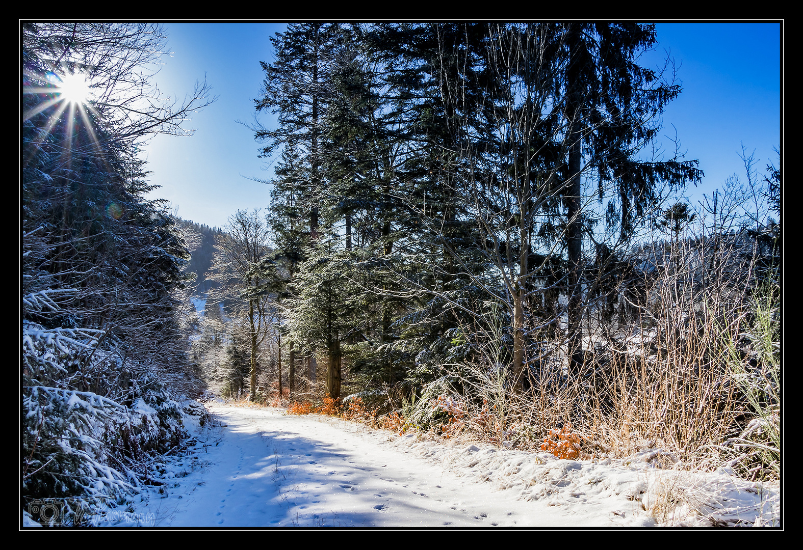 Winterwald