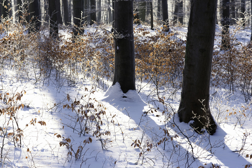 Winterwald by Willi Schmitz