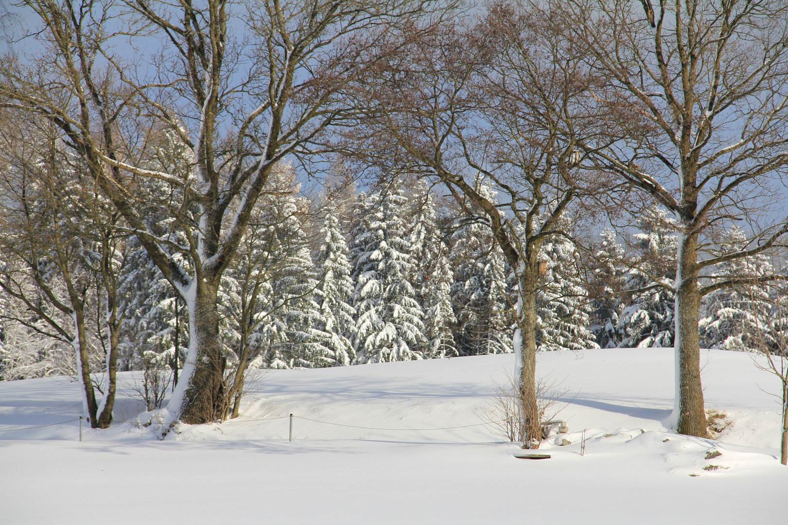 Winterwald