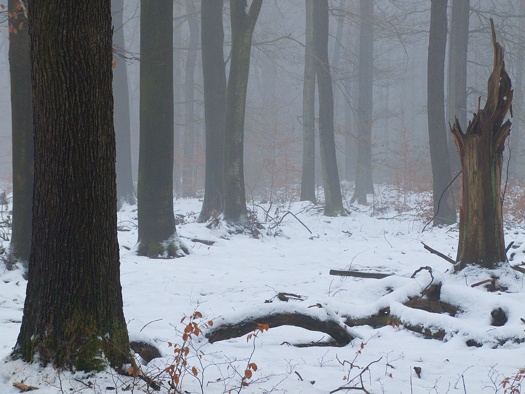 Winterwald