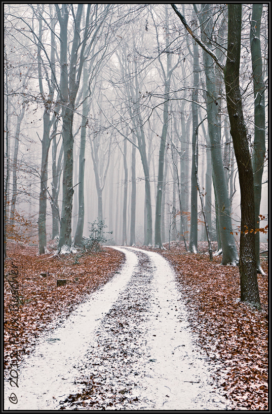 Winterwald