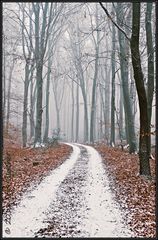 Winterwald