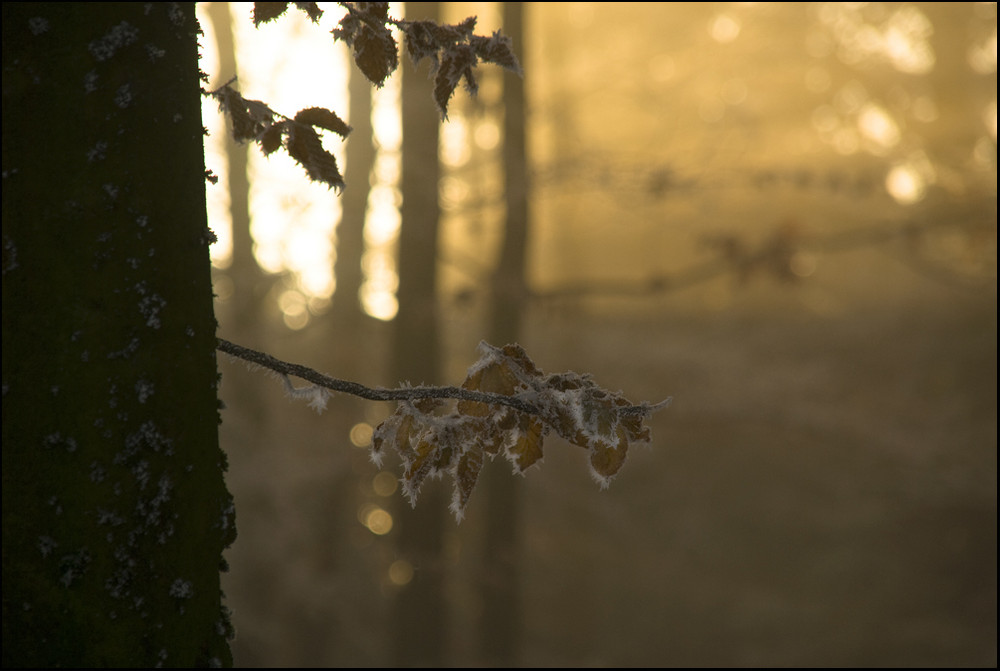 winterwald