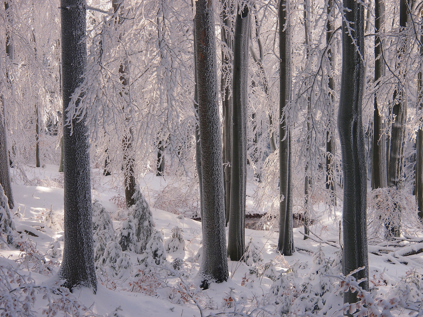 Winterwald