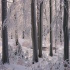 Winterwald