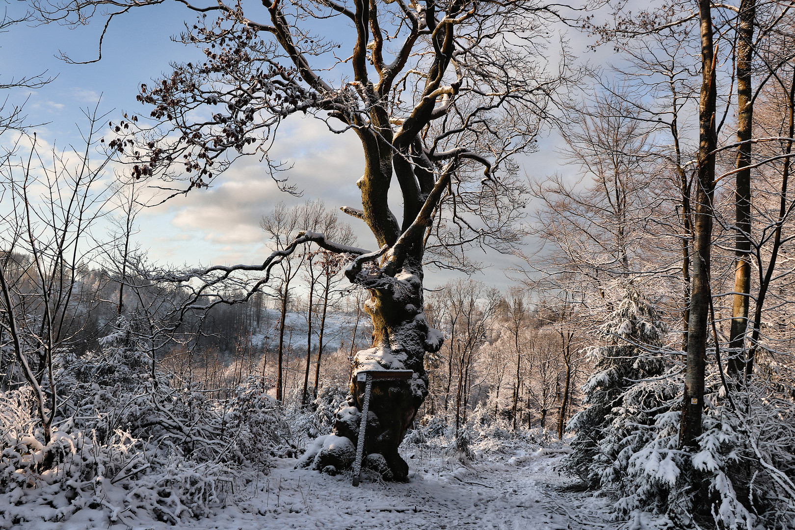 Winterwald