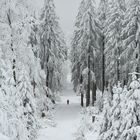 Winterwald