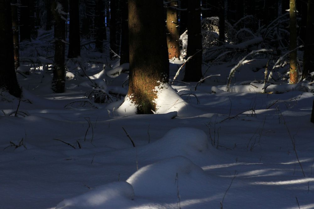 Winterwald 1