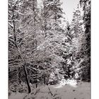 Winterwald [1]