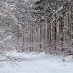 Winterwald 1