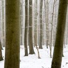 Winterwald 1