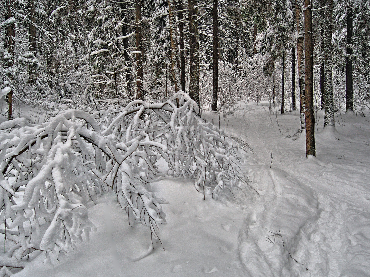 Winterwald 1