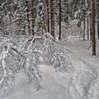 Winterwald 1