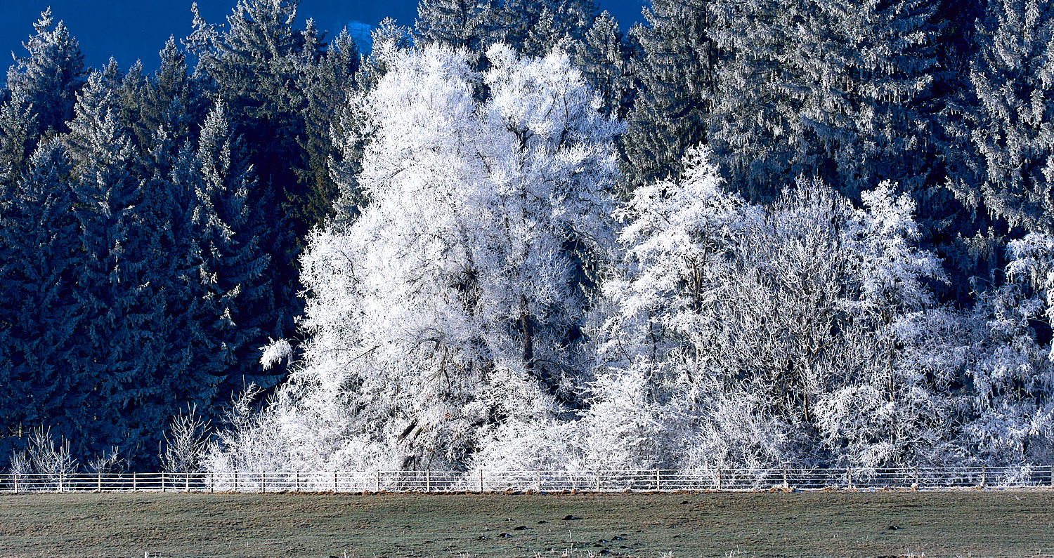 Winterwald-1