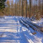 Winterwald, 1 (bosque invernal, 1)