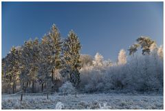 Winterwald 1