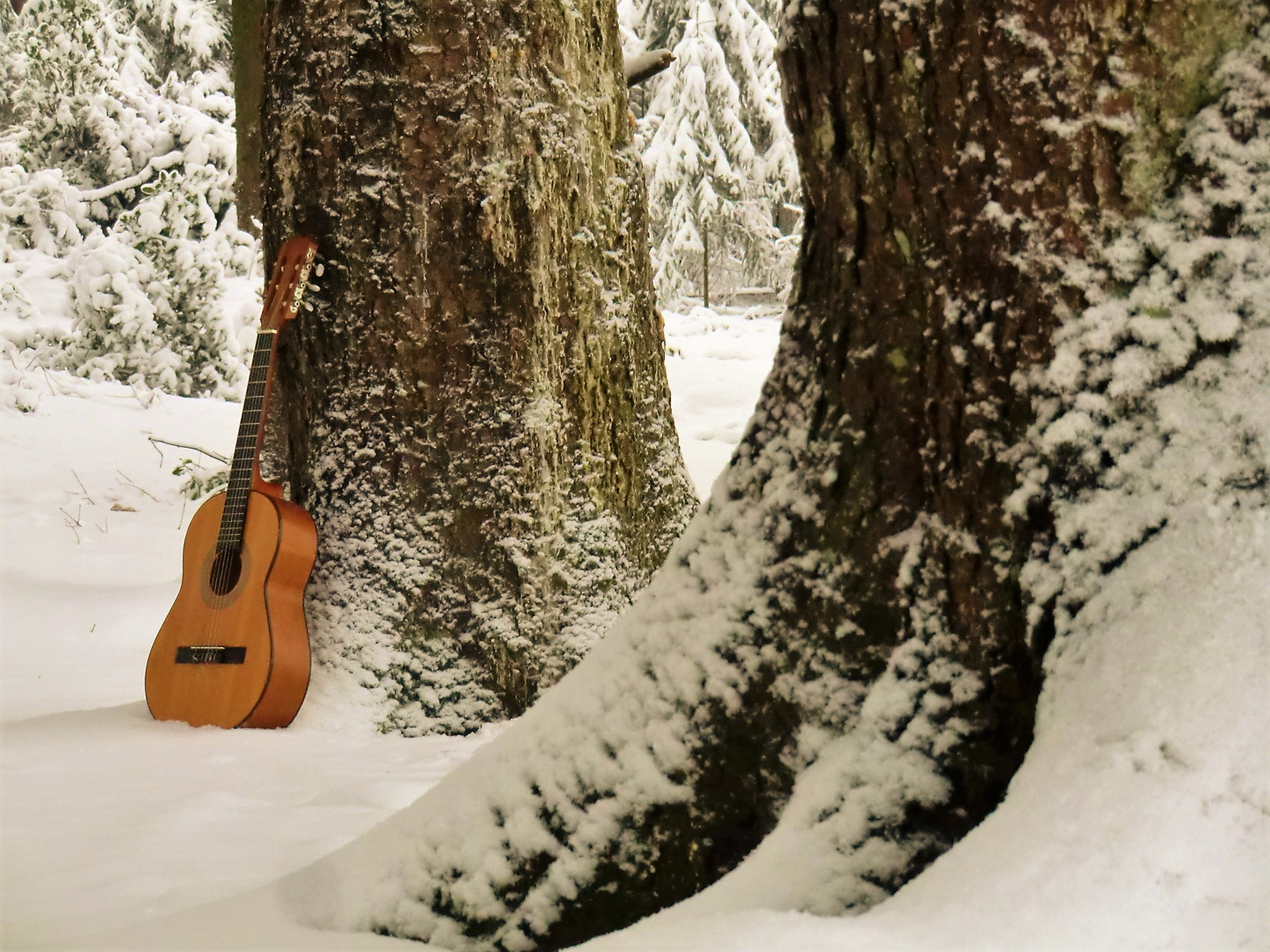 Winterwald (1)