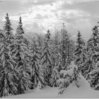 Winterwald 1