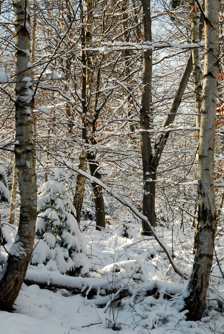 Winterwald 1