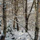 Winterwald 1