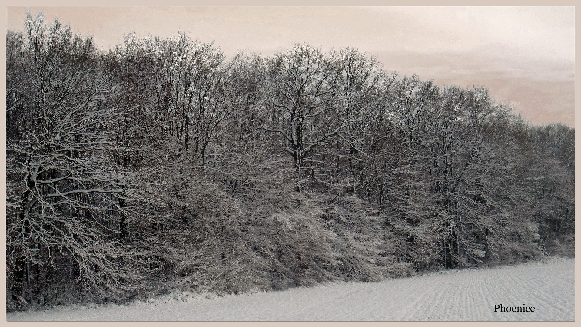 Winterwald 1