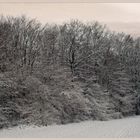 Winterwald 1