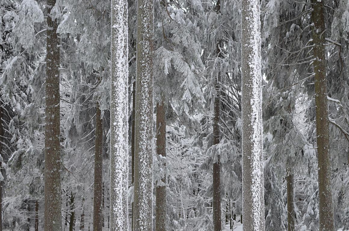 Winterwald 1