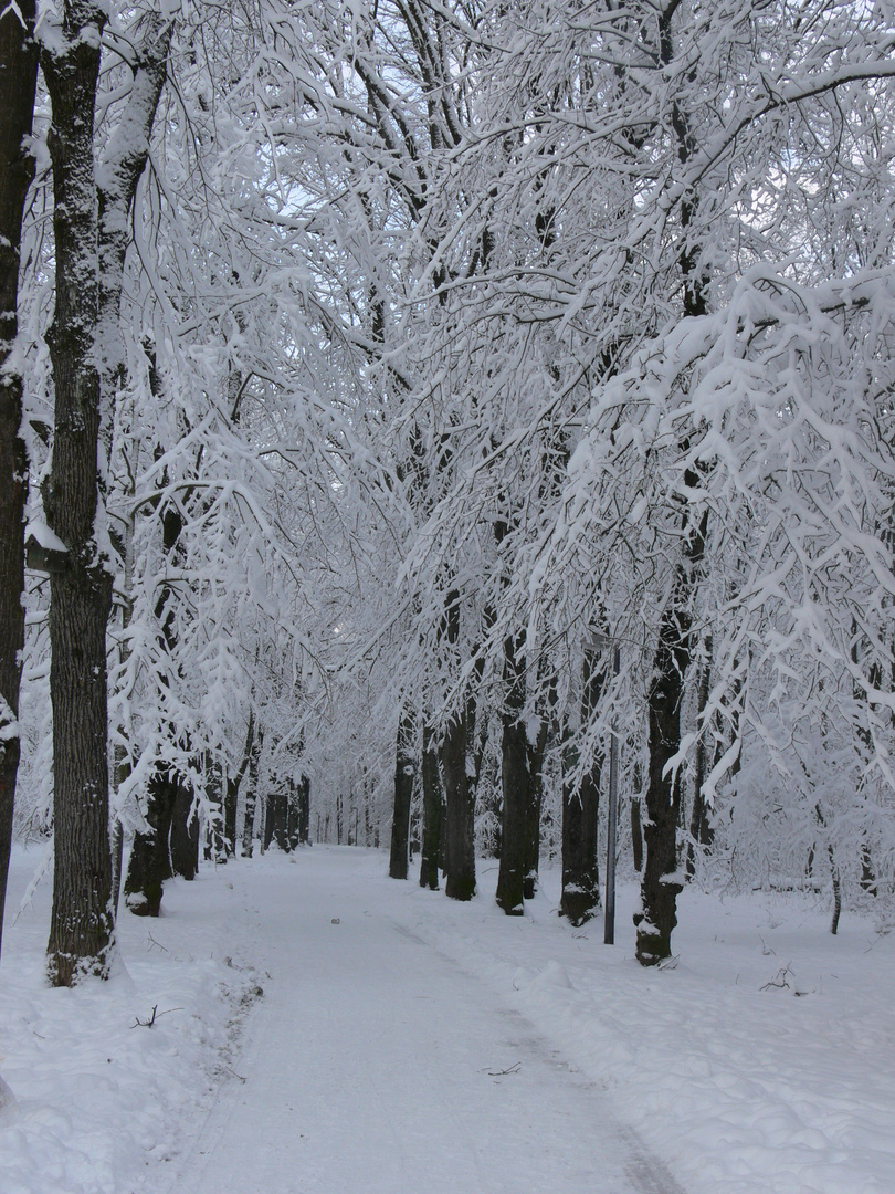 Winterwald 1