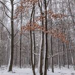 Winterwald 1