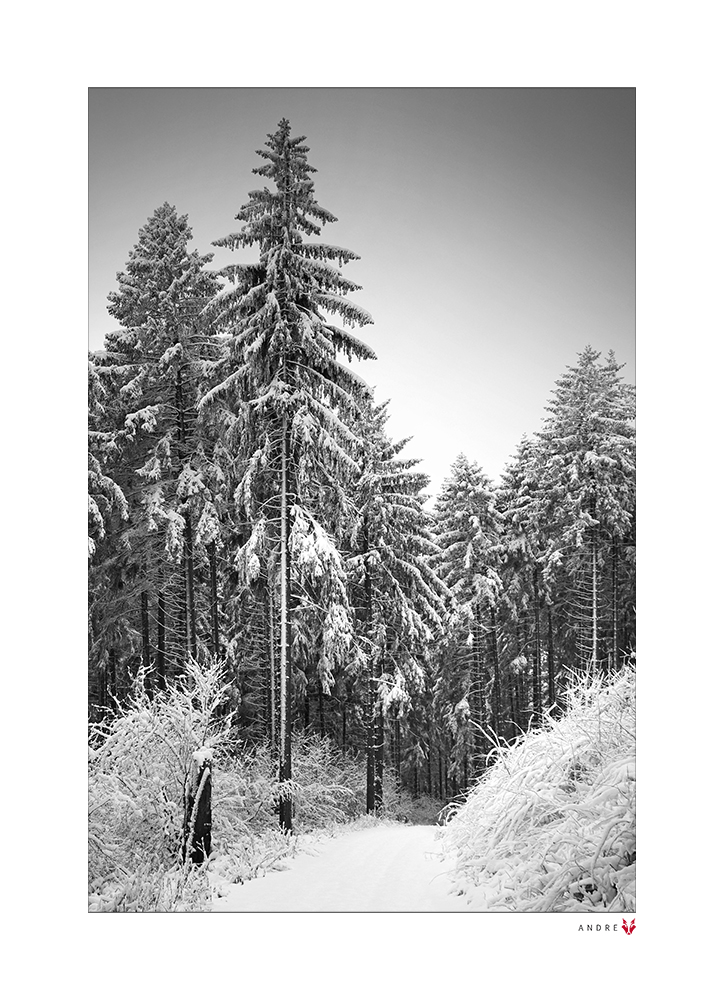 WINTERWALD