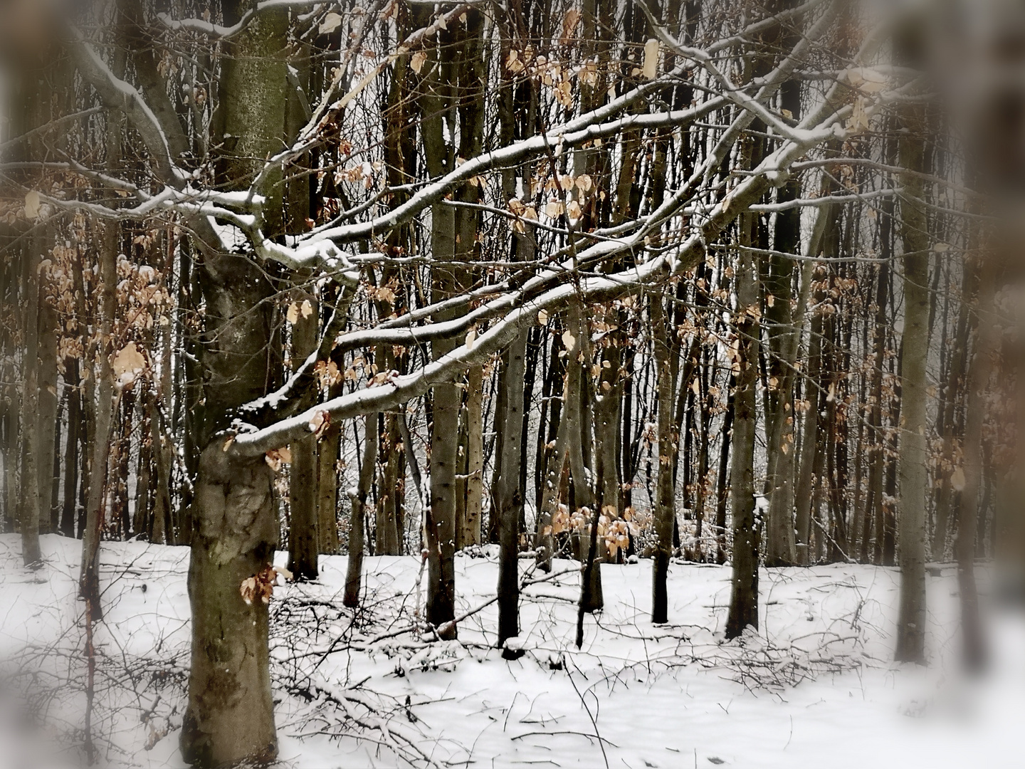 Winterwald