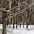 Winterwald