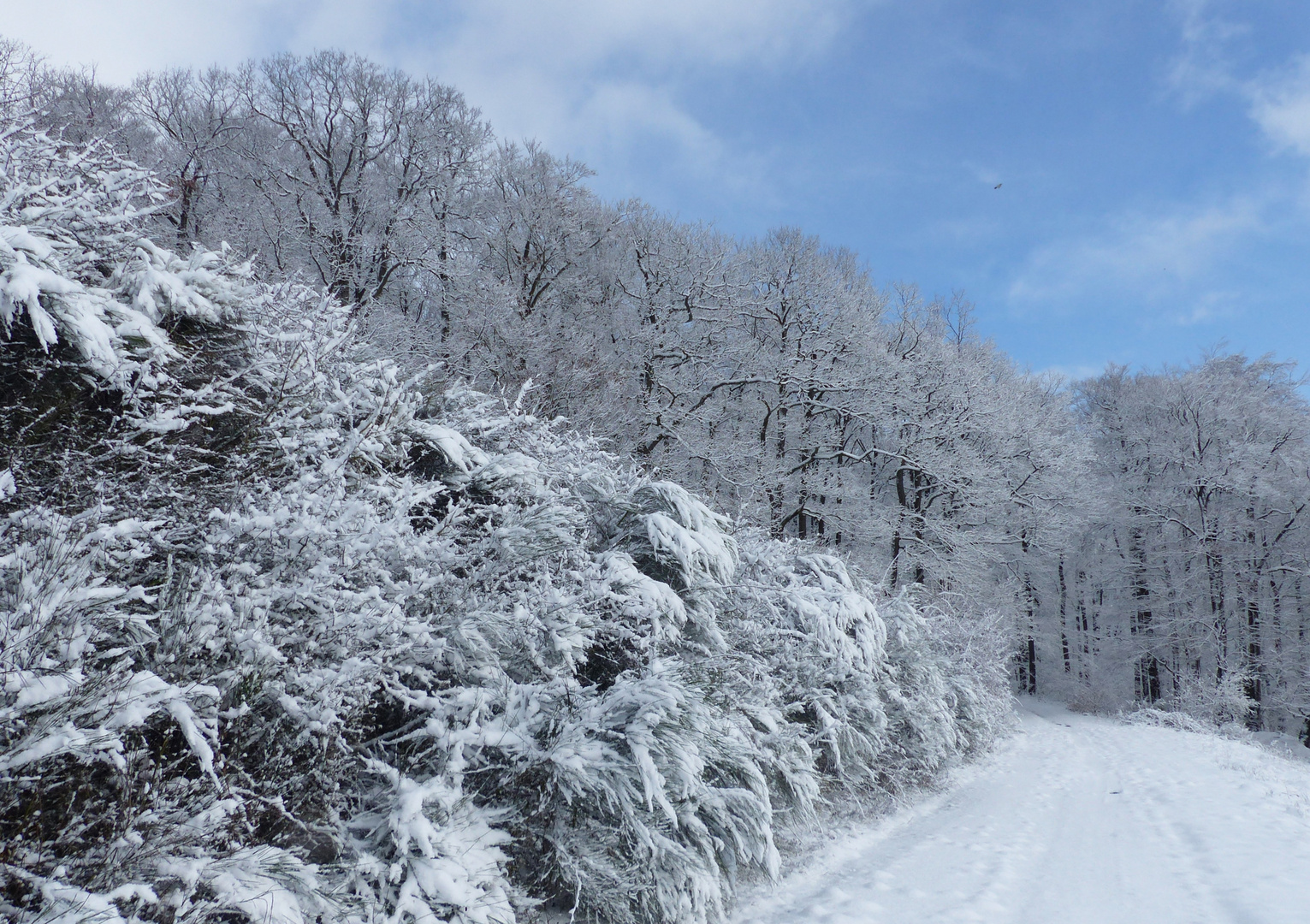 Winterwald 11.03.2018_05