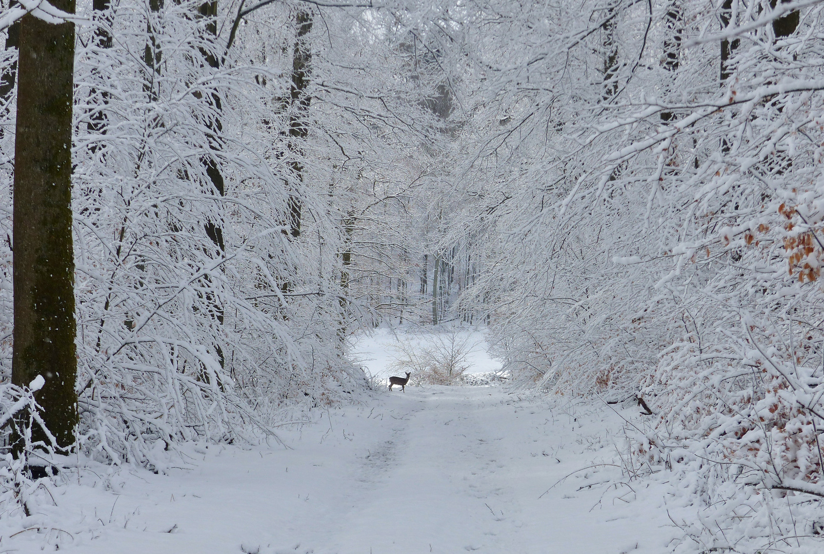 Winterwald 11.03.2019_01