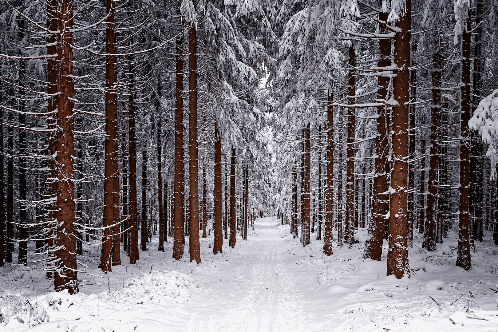 Winterwald